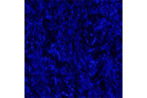 Rat DRG (postnatal day 7) DAPI stained. (NTRK3 antibody  (Extracellular Domain))