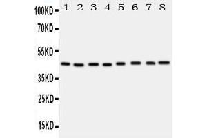 Lane 8: JURKAT Cell Lysate (PGK1 antibody  (Middle Region))