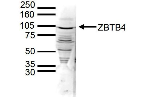 ZBTB4 antibody