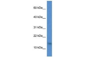 Western Blot showing H2AFZ antibody used at a concentration of 1 ug/ml against 721_B Cell Lysate (H2AFZ antibody  (N-Term))