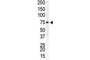 Western blot analysis of PIP5K1B antibody and human placenta cell lysate (PIP5K1B antibody  (AA 1-30))