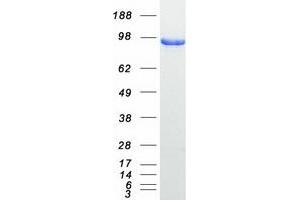 Validation with Western Blot (GRIPAP1 Protein (Transcript Variant 1) (Myc-DYKDDDDK Tag))