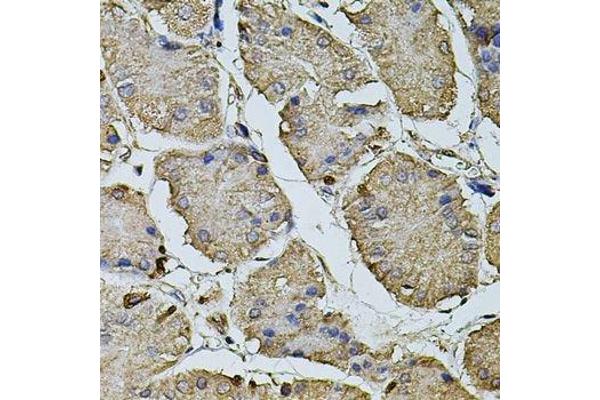 CPOX antibody  (AA 111-454)