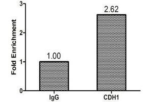 Chromatin Immunoprecipitation Hela (1. (CHD1 antibody  (AA 1501-1710))