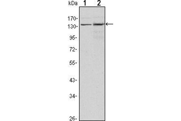 KDM3A antibody