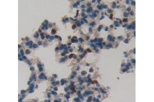 IHC-P analysis of Mouse Tissue, with DAB staining. (GZMK antibody  (AA 44-227))