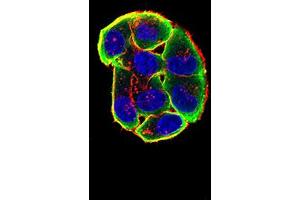 Immunofluorescence analysis of Hela cells using CHRNA3 mouse mAb (green). (CHRNA3 antibody  (AA 32-240))