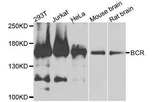 Western blot analysis of extracts of various cell lines, using BCR antibody. (BCR antibody  (AA 1-300))