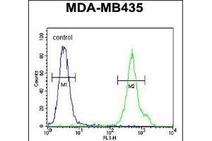 CD1E Antibody (Center) (ABIN653900 and ABIN2843142) flow cytometric analysis of MDA-M cells (right histogram) compared to a negative control cell (left histogram). (CD1e antibody  (AA 184-212))