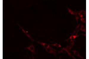 ABIN6274605 staining RAW264. (Cadherin 8 antibody  (Internal Region))