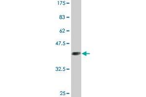 Western Blot detection against Immunogen (36. (GATA2 antibody  (AA 1-102))