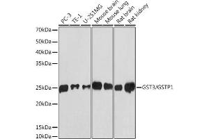 Western blot analysis of extracts of various cell lines, using GST3/GSTP1 antibody (ABIN7267448) at 1:1000 dilution. (GSTP1 antibody)