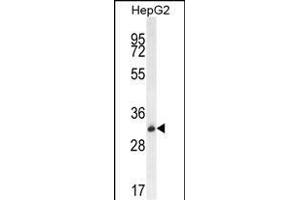 OR4K5 Antibody (C-term) (ABIN655937 and ABIN2845329) western blot analysis in HepG2 cell line lysates (35 μg/lane).