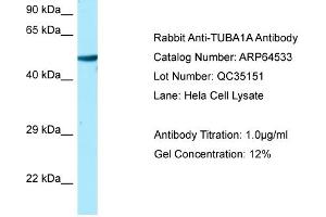 Western Blotting (WB) image for anti-Tubulin, alpha 1a (Tuba1a) (C-Term) antibody (ABIN2789867) (TUBA1A antibody  (C-Term))
