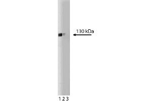 Western blot analysis of iNOS/NOS Type II on a cell lysate from mouse macrophages (RAW 264. (NOS2 antibody  (AA 772-787))