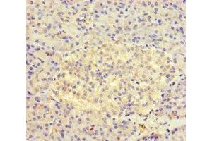 Immunohistochemistry of paraffin-embedded human pancreatic tissue using ABIN7157934 at dilution of 1:100