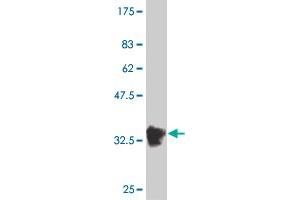 Western Blot detection against Immunogen (36. (BOLL antibody  (AA 80-176))