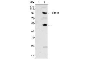 Western Blot showing CSF1 antibody used against human recombinant CSF2 (AA:18-144) (1) and CSF1 (AA:33-496) (2).
