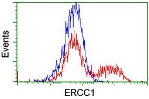 HEK293T cells transfected with either RC200478 overexpress plasmid (Red) or empty vector control plasmid (Blue) were immunostained by anti-ERCC1 antibody (ABIN2455548), and then analyzed by flow cytometry. (ERCC1 antibody)