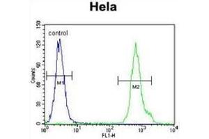 Flow cytometric analysis of Hela cells using LRRC45 Antibody (C-term) Cat. (LRRC45 antibody  (C-Term))