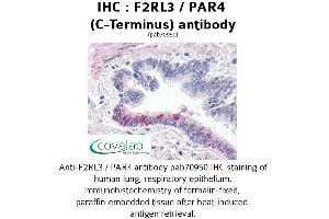 Image no. 1 for anti-Coagulation Factor II (Thrombin) Receptor-Like 3 (F2RL3) (C-Term) antibody (ABIN1734219) (F2RL3 antibody  (C-Term))