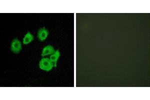 Peptide - +Western blot analysis of extracts from COS7 cells, using CLTR1 antibody. (CysLTR1 antibody  (Internal Region))