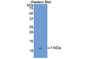 Western blot analysis of the recombinant protein. (SLC6A3 antibody  (AA 562-619))