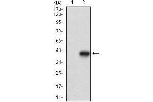 Western Blotting (WB) image for anti-Melanoma Cell Adhesion Molecule (MCAM) (AA 84-189) antibody (ABIN1724844)