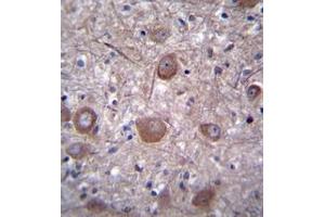 Immunohistochemistry analysis in formalin fixed and paraffin embedded human brain tissue reacted with PPP3CC / CALNA3 Antibody (N-term) followed by peroxidase conjugation of the secondary antibody and DAB staining. (PPP3CC antibody  (N-Term))