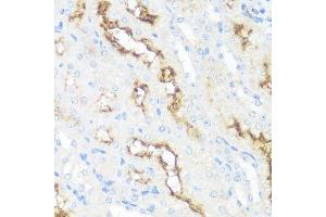 Immunohistochemistry of paraffin-embedded mouse kidney using MME antibody.