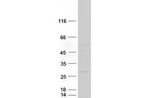 Validation with Western Blot (KLRA1 Protein (Myc-DYKDDDDK Tag))