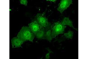 Anti-TTLL12 mouse monoclonal antibody (ABIN2453749) immunofluorescent staining of COS7 cells transiently transfected by pCMV6-ENTRY TTLL12 (RC200841). (TTLL12 antibody)