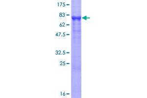 IGSF21 Protein (AA 1-467) (GST tag)