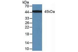 Figure. (MAP2K7 antibody  (AA 113-388))