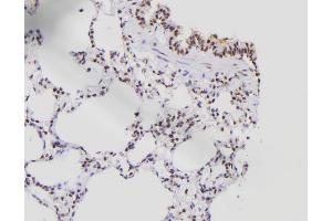 ABIN6276538 at 1/100 staining Rat lung tissue by IHC-P. (E2F8 antibody  (C-Term))