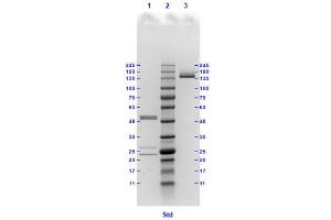Coomassie stained SDS-PAGE results using Anti-Hemagglutinin (HA) (Mouse) Monoclonal Antibody clone 17C5 separated in a 4-20 % gradient gel. (Hemagglutinin antibody)