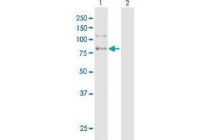 C9orf86 antibody  (AA 1-686)