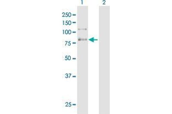 C9orf86 antibody  (AA 1-686)