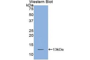 Western Blotting (WB) image for anti-Chemokine (C-X-C Motif) Ligand 10 (CXCL10) (AA 20-102) antibody (ABIN1859463)