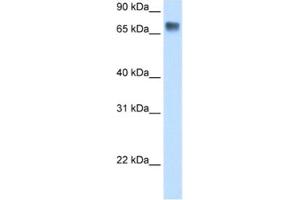 Western Blotting (WB) image for anti-Lipolysis Stimulated Lipoprotein Receptor (LSR) antibody (ABIN2461871) (LSR antibody)