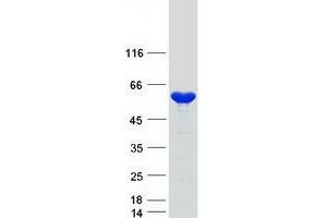 Validation with Western Blot (NAP1L4 Protein (Myc-DYKDDDDK Tag))