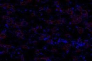 Immunofluorescent analysis of paraformaldehyde-fixed rat kidney using,GNE (ABIN7074056) at dilution of 1: 600 (GNE antibody)