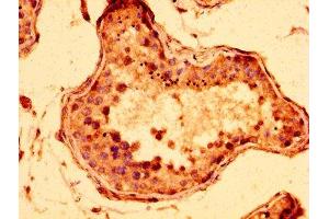 IHC image of ABIN7148050 diluted at 1:300 and staining in paraffin-embedded human testis tissue performed on a Leica BondTM system. (STAG3 antibody  (AA 1056-1212))