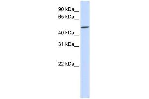EVX2 antibody used at 0. (EVX2 antibody  (Middle Region))