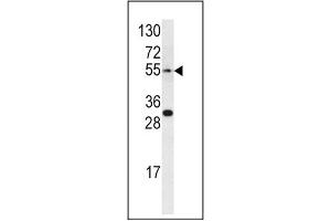 Image no. 1 for anti-Endothelin Receptor Type A (EDNRA) (AA 132-162) antibody (ABIN452933) (Endothelin-1 Receptor antibody  (AA 132-162))