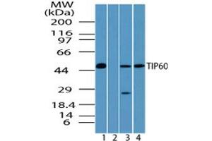 Image no. 2 for anti-K(lysine) Acetyltransferase 5 (KAT5) (AA 480-530) antibody (ABIN960242) (KAT5 antibody  (AA 480-530))