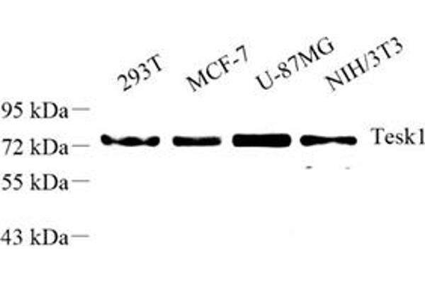 TESK1 antibody