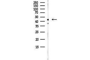 Western blot analysis of lysates from HepG2 cells(starvation,24h treatment), using PG4 Antibody at 1/1000 dilution.