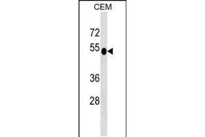 Western blot analysis in CEM cell line lysates (35ug/lane). (DUSP6 antibody  (N-Term))