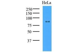 Cell lysates of HeLa (35 ug) were resolved by SDS-PAGE, transferred to nitrocellulose membrane and probed with anti-human GCN5L2 (1:1000). (KAT2A antibody  (AA 411-837))